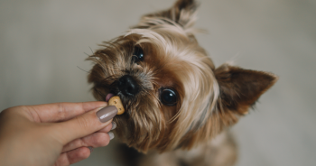 Best treats for tiny  dogs