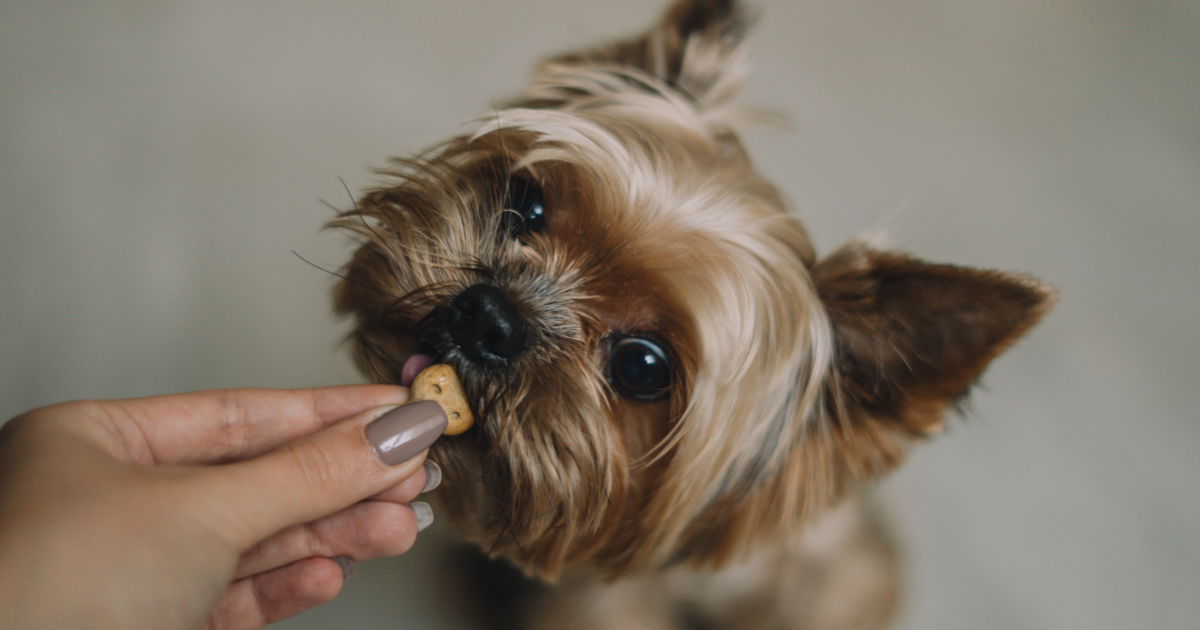 Best treats for small dogs