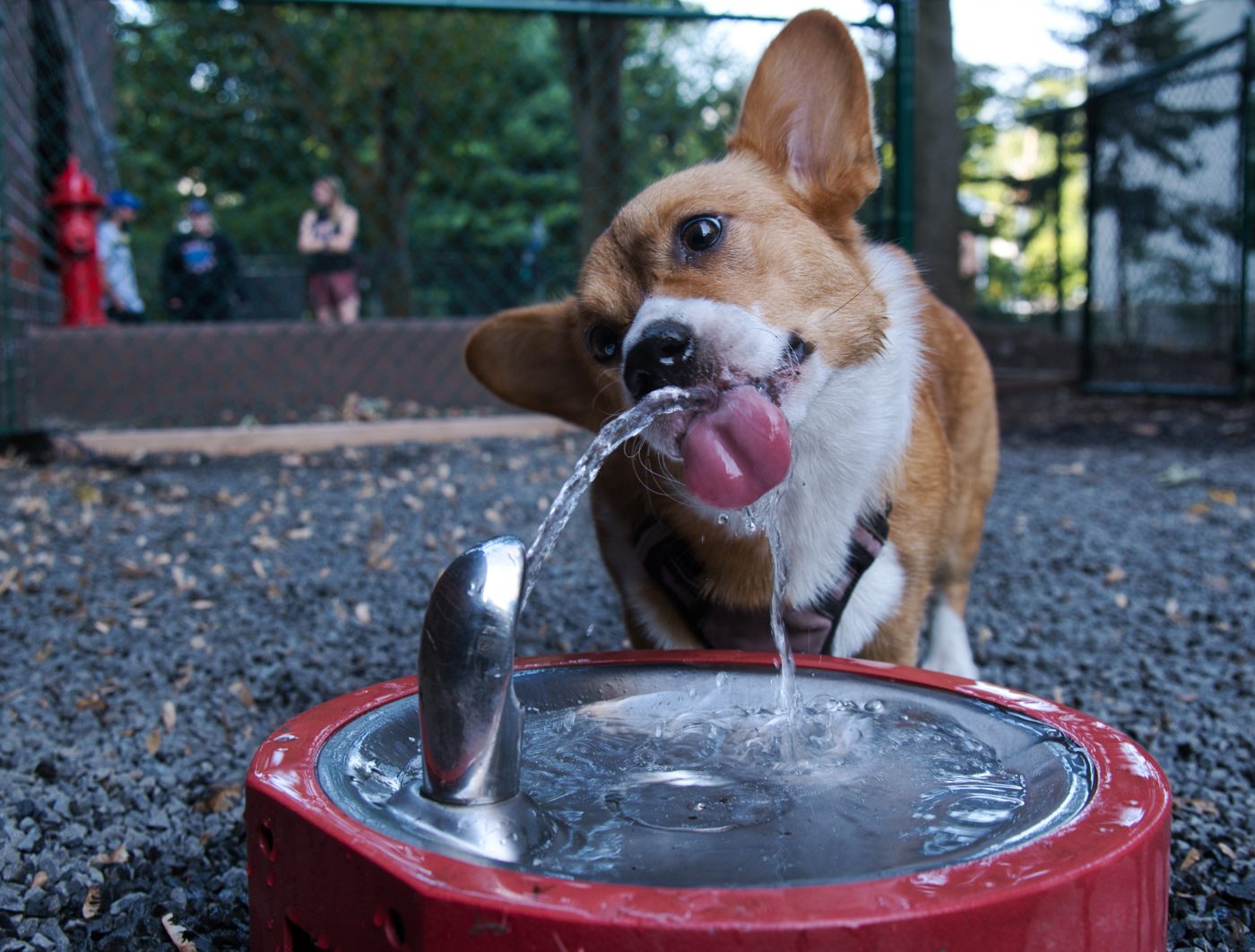 Corgi drinking from water fountain