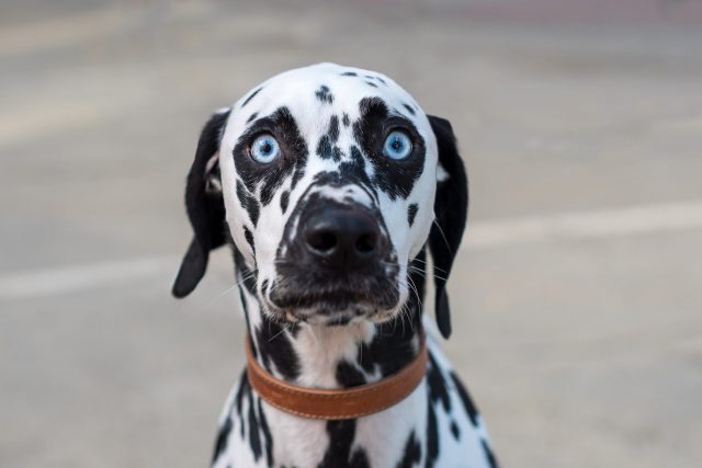 Dalmatian with leather collar