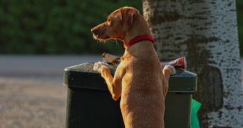 Dog Proof Trash Cans