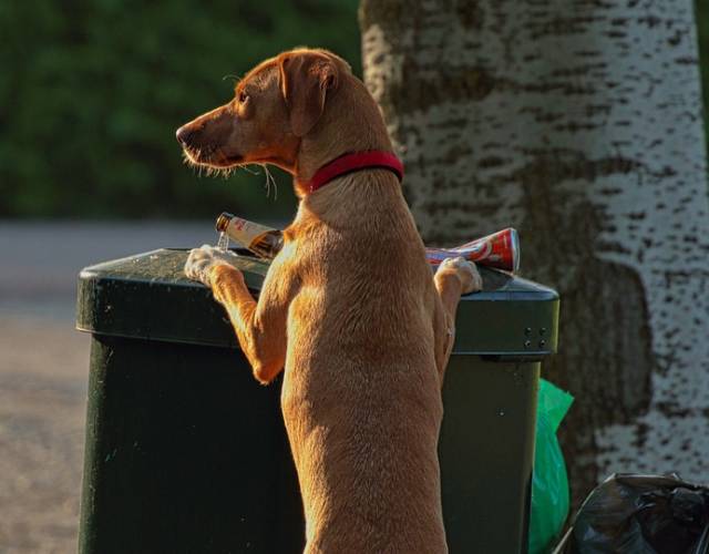 dog proof trash cans 