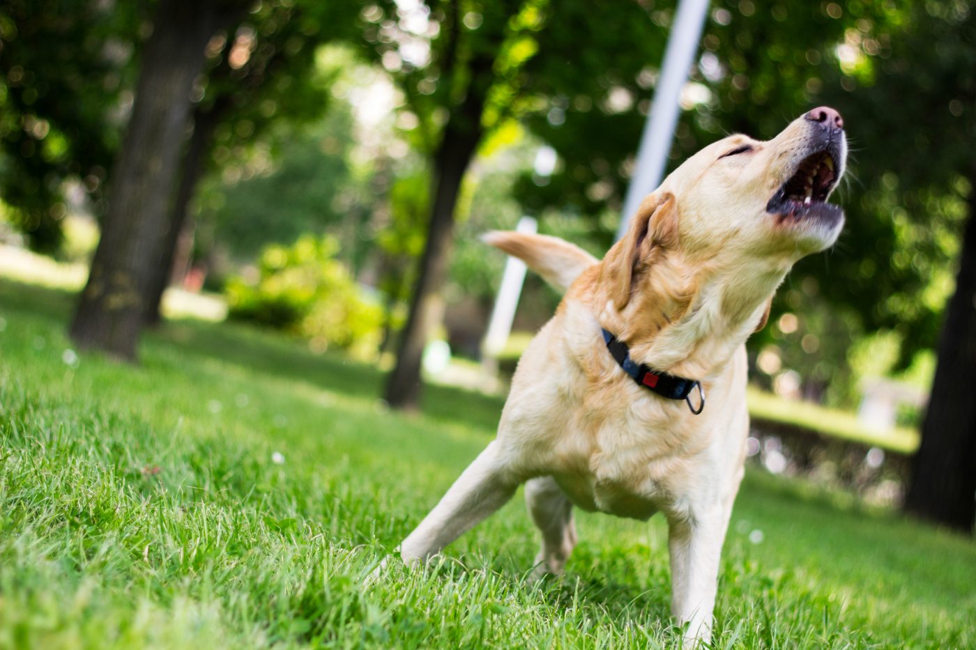 Dog barking outside