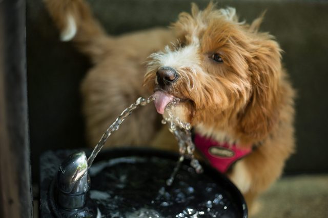 Dog drinking from water fountain
