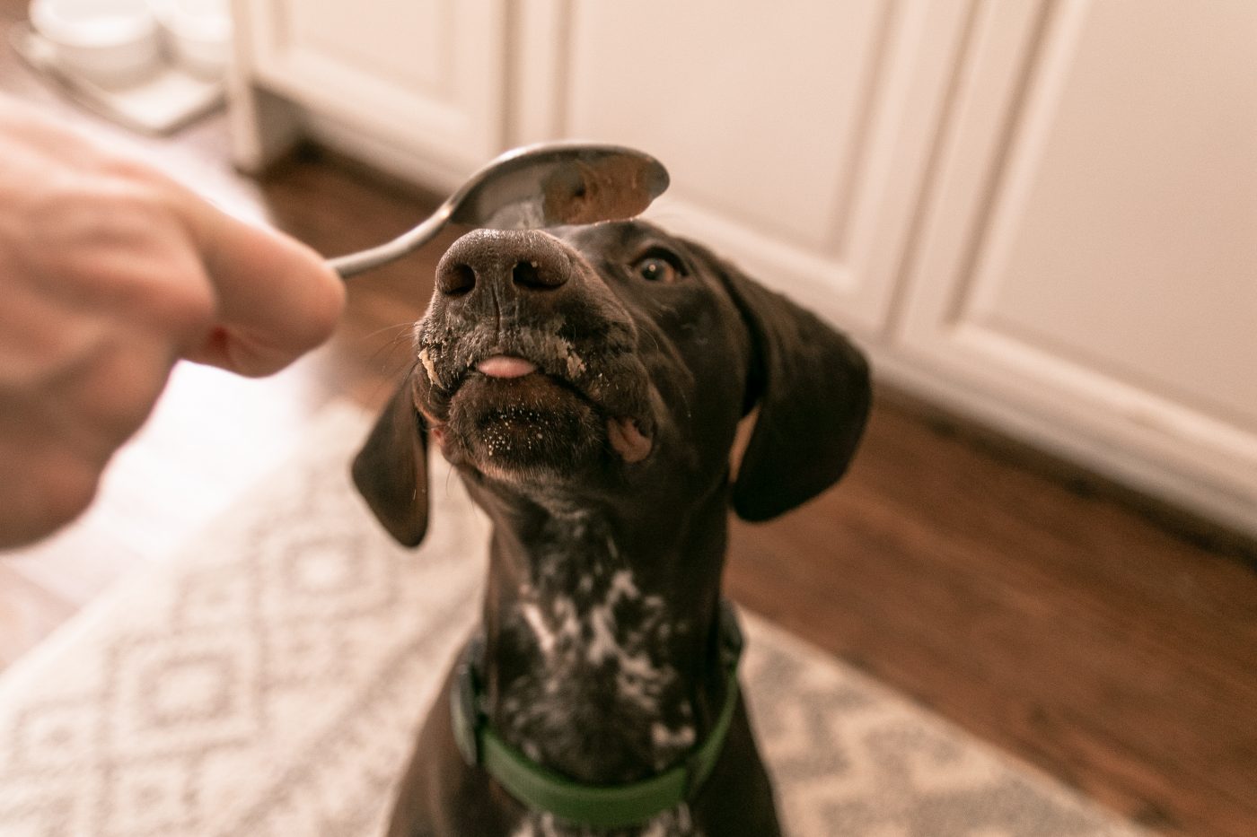 Dog eating peanut butter off spoon