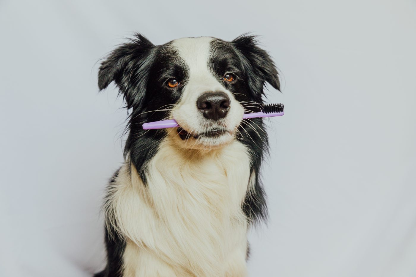 Dog holding toothbrush