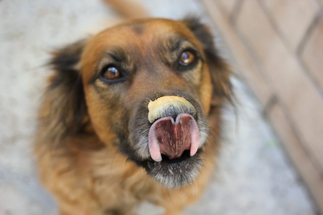 Dog licking peanut butter off nose