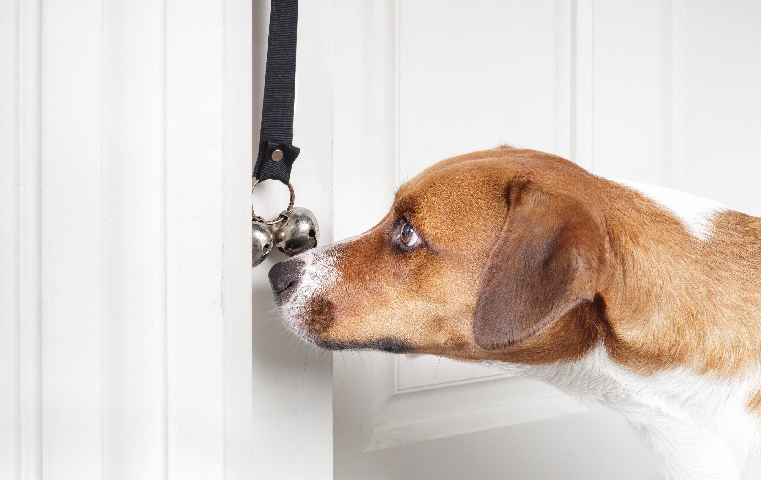 Dog ringing potty training doorbell