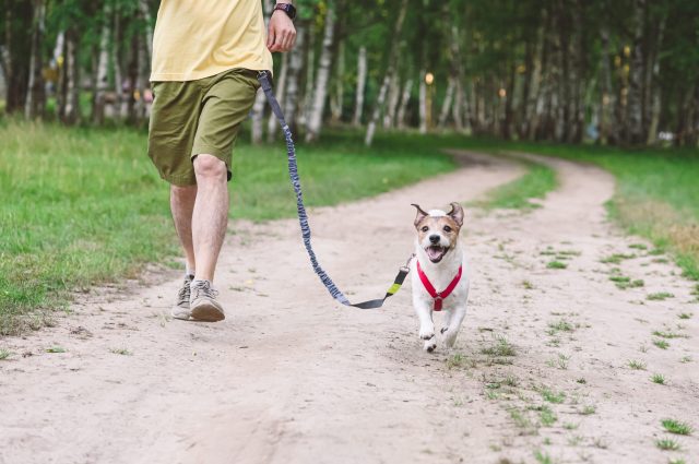 Dog running on hands-free leash
