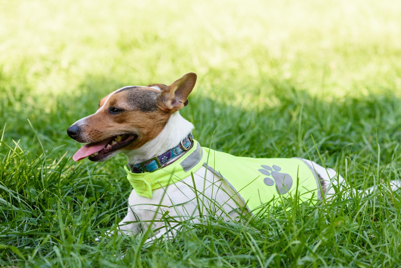 Dog wearing calming vest outside