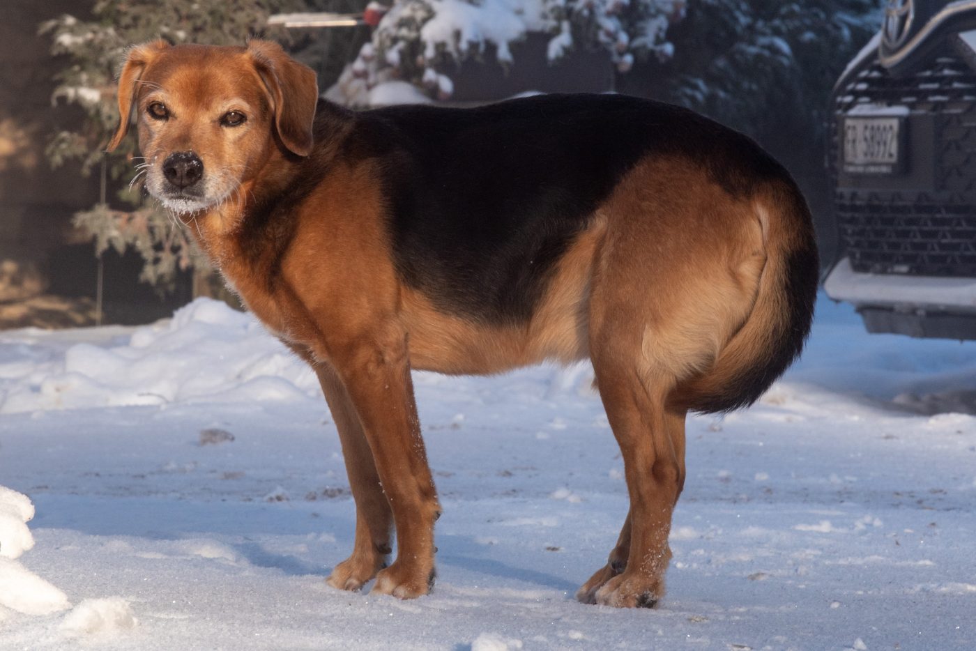 Dog with tail between legs