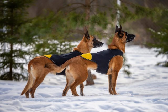 Dogs in the snow wearing vests