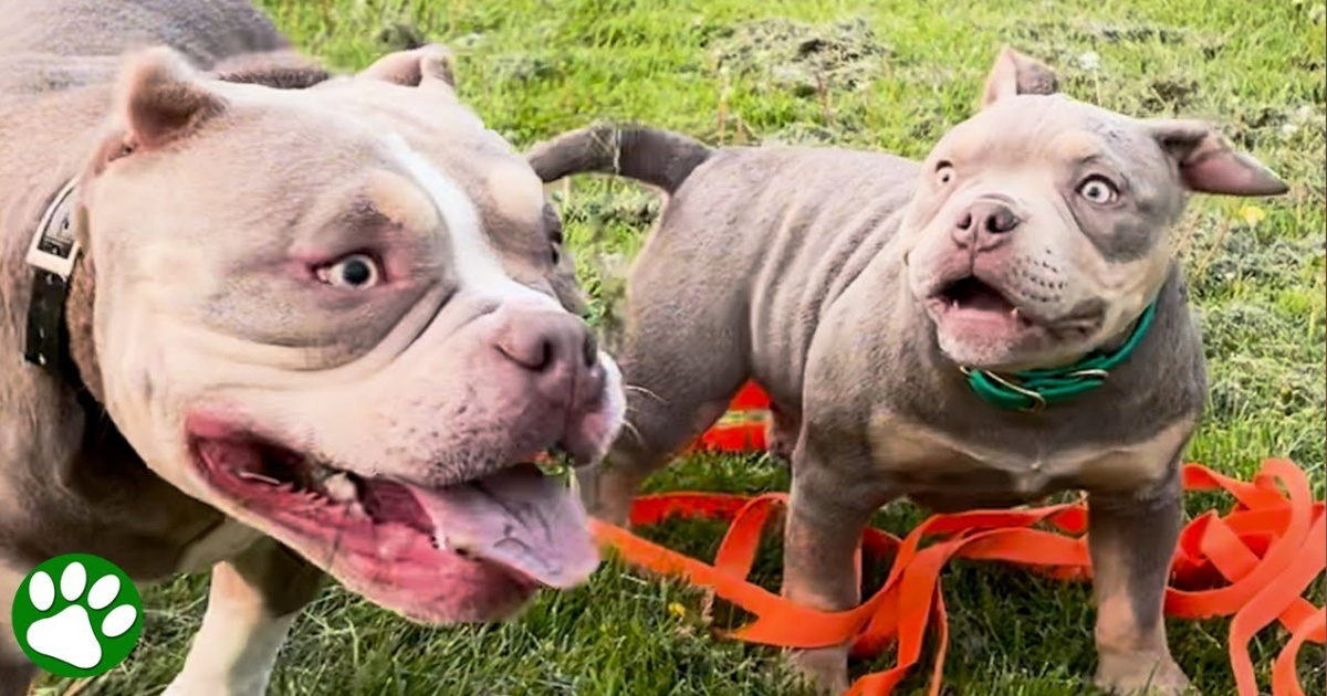 Blind Bully Grows Up And Mom Gets Him A Blind Puppy Of His Own