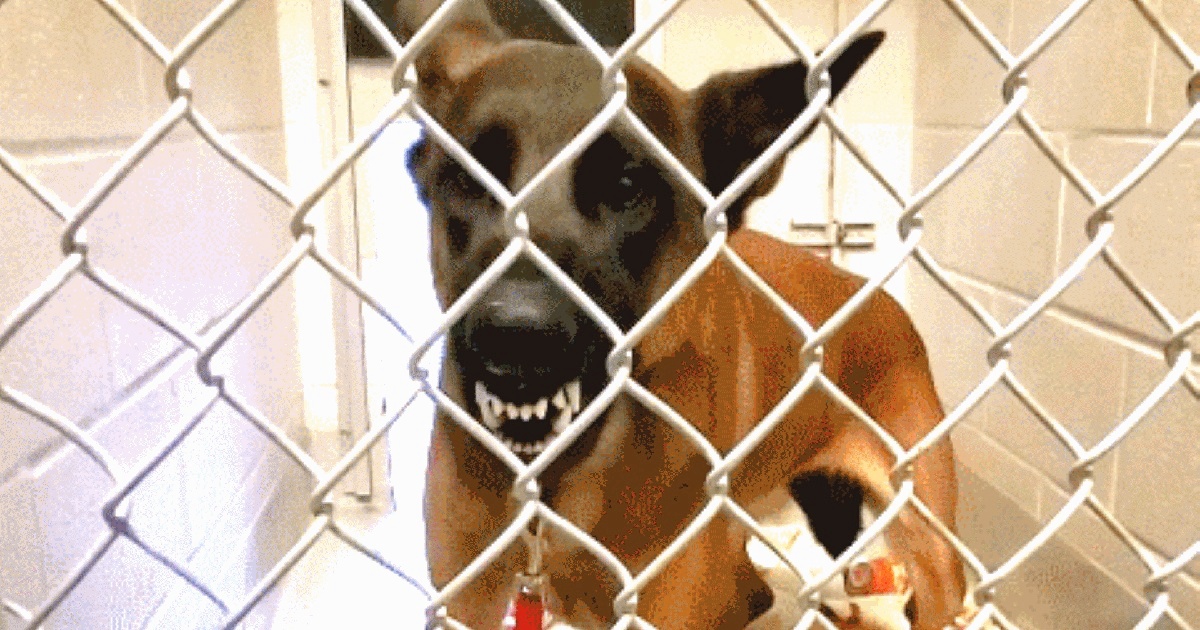 Woman Dares To Stick Hand In Cage Of ‘Attack Dog’ To Try To Bond With Her