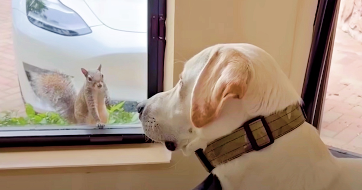 Squirrel’s Infatuated With Lab, Comes To Window Every Day To Win Him Over