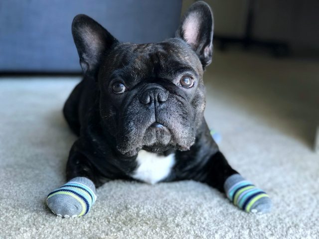 French Bulldog with socks