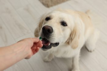 PetWireDaily — 8 Best Arthritis Supplements for Dogs