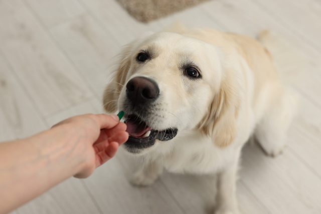 Giving dog supplement