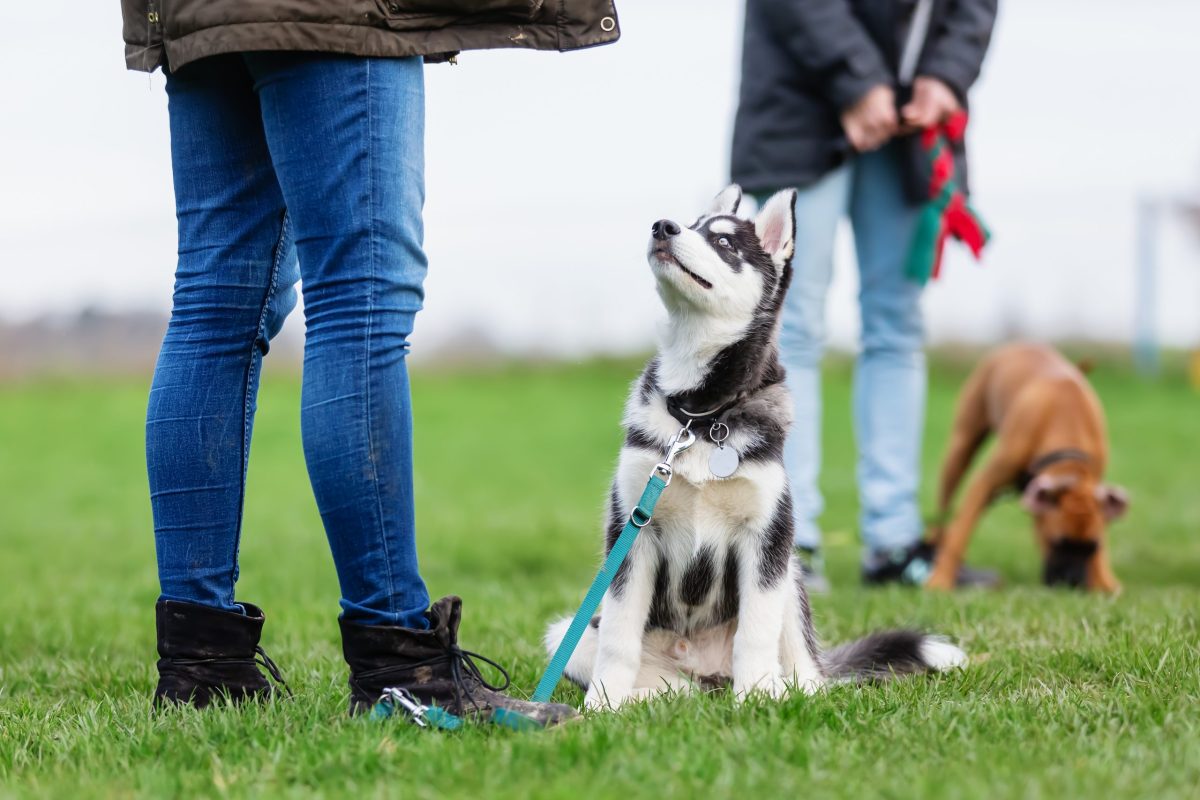 Husky puppy in training