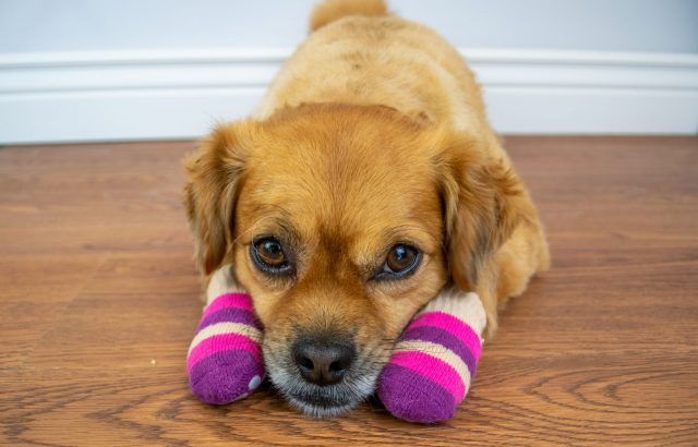 Little dog wearing socks