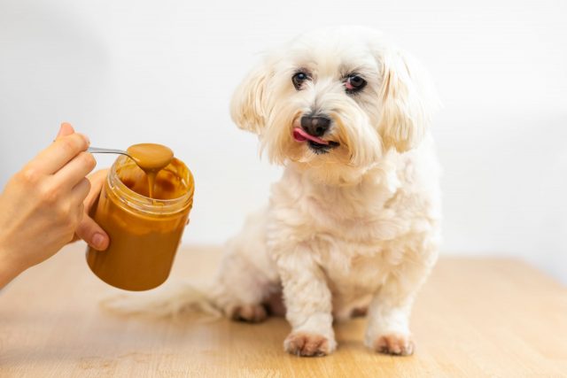 Offering peanut butter to dog