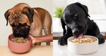 PetWireDaily — Ollie vs Nom Nom: Freshly-Made Dog Food Comparison