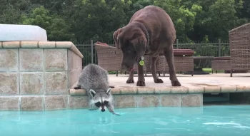 Raccoon’s Thinking About Getting In The Pool When The Dog Shows Up And Helps Convince Him