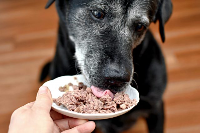 Senior dog eating canned food