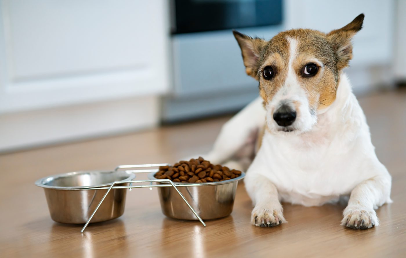 Senior dog next to food and water