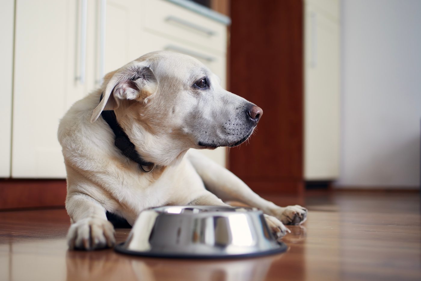 Senior dog waiting for food