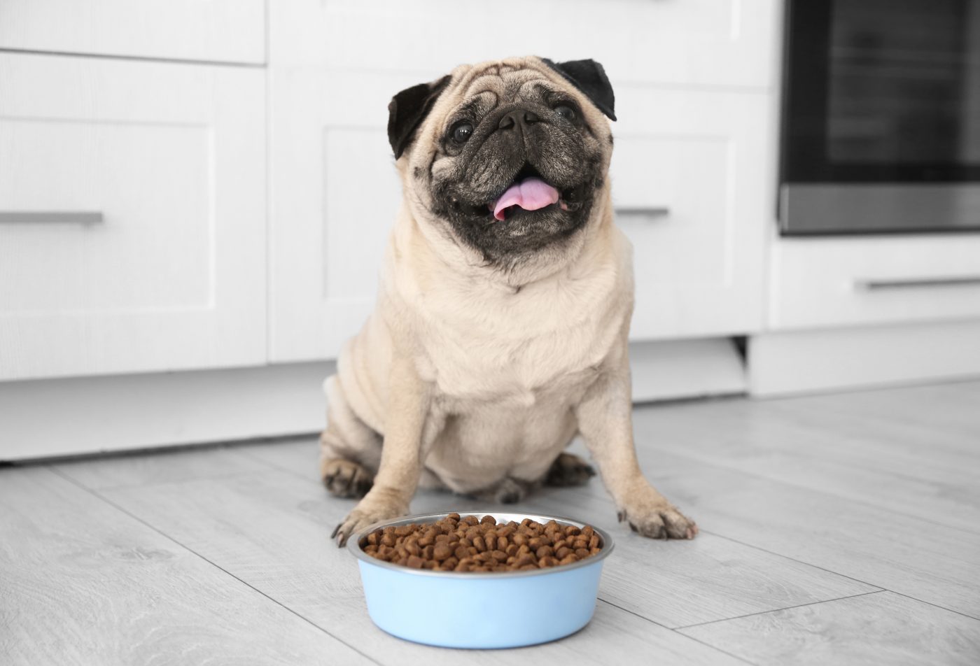 Senior Pug with Kibble