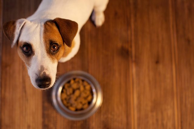 Sensitive dog with food bowl