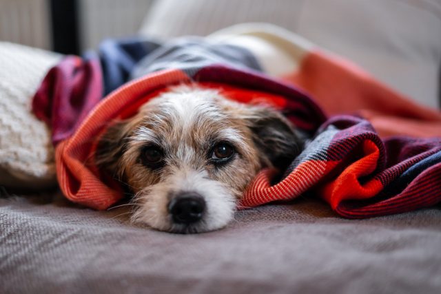 Sick dog under blanket