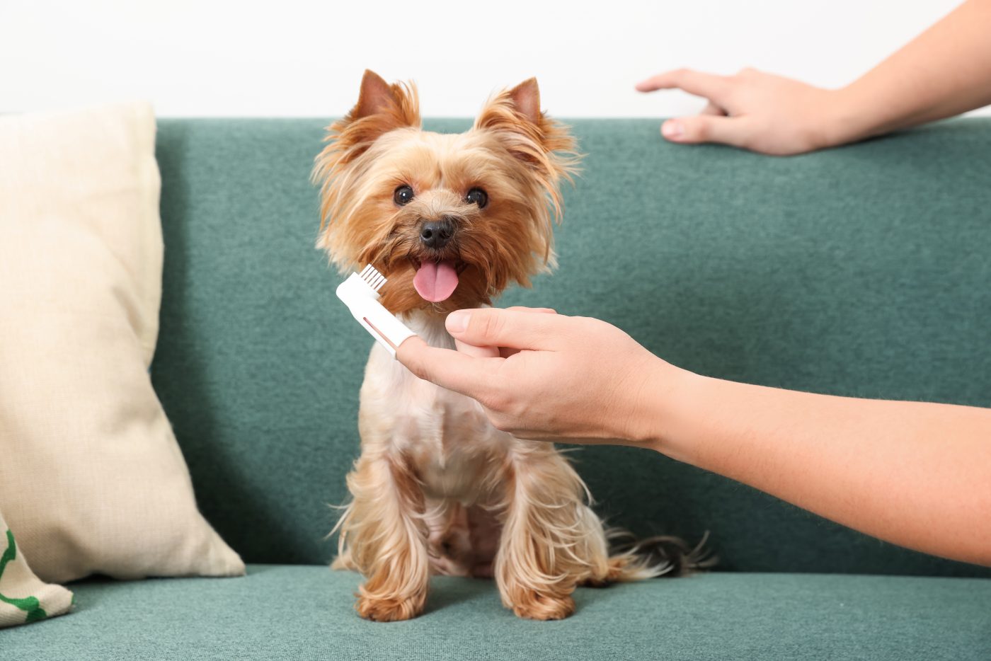 Toothbrush in front of Yorkie