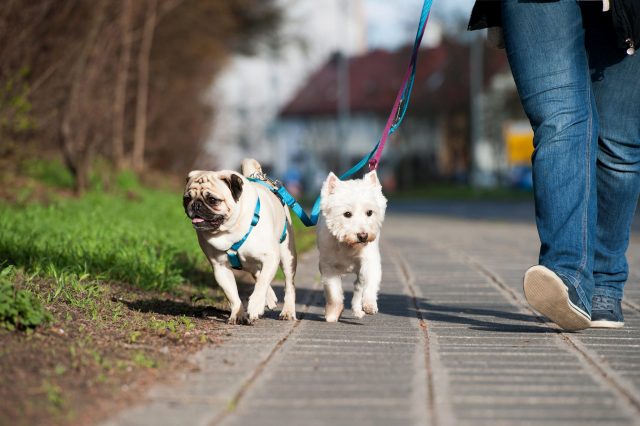 two dogs walking on leash