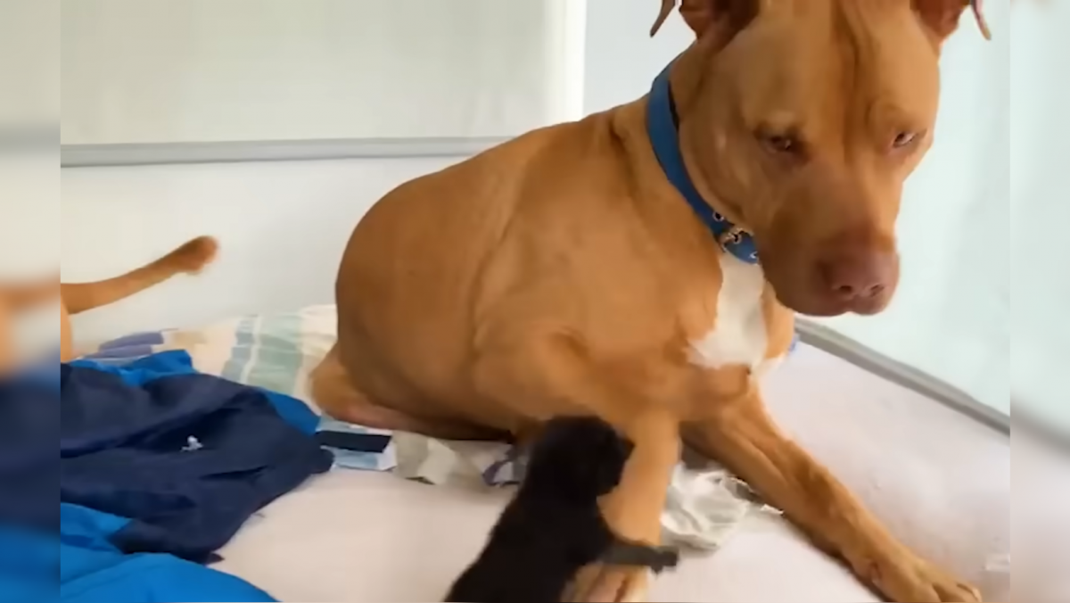 Fraidy Cat Pit Bull Uncle Marley Flees From Tiny Rescue Kittens 3537