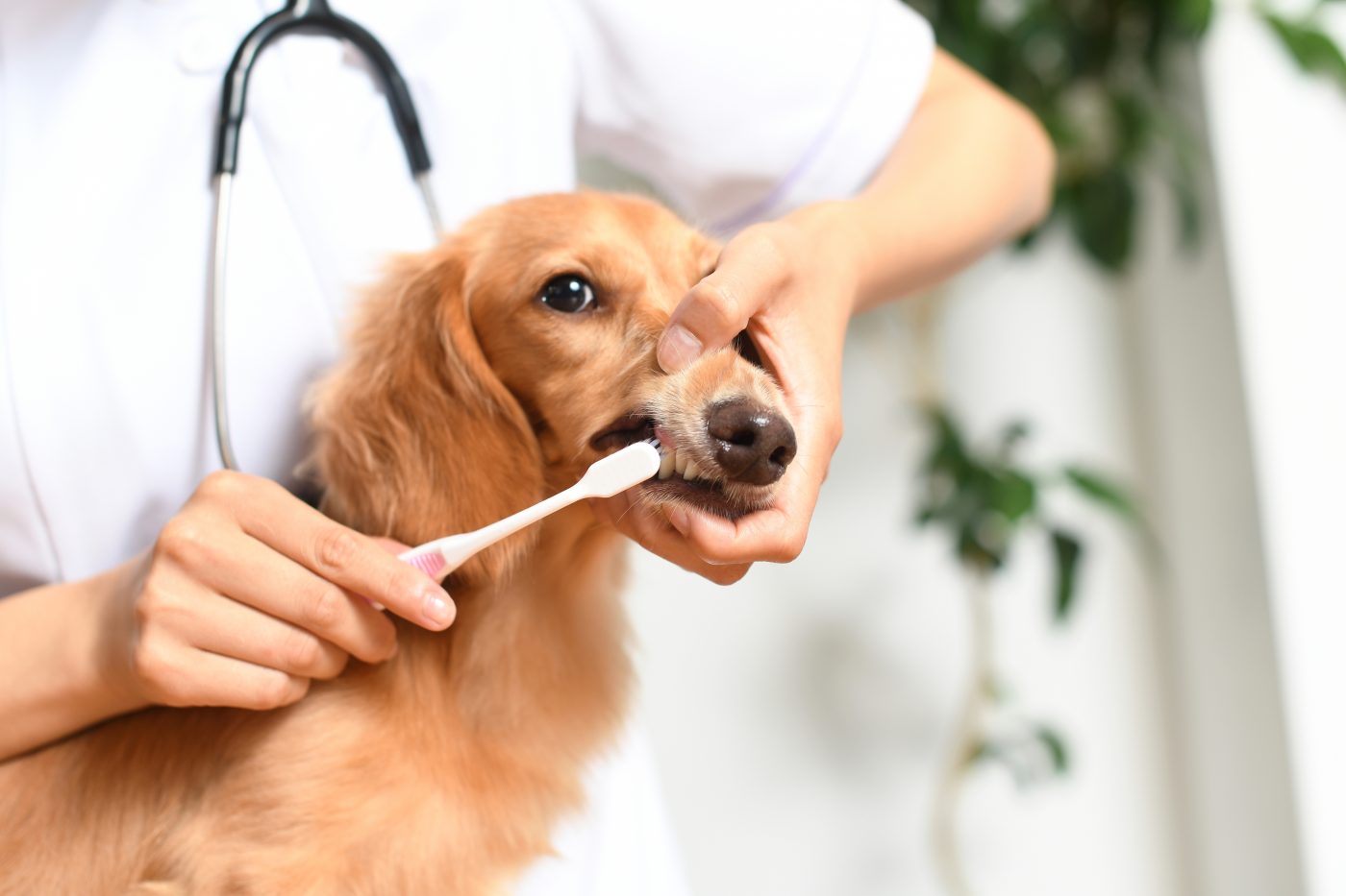 Vet brushing dog's teeth