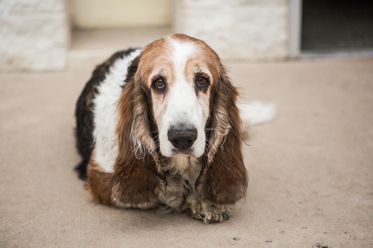 30 Best Gifts for a Basset Hound Owner