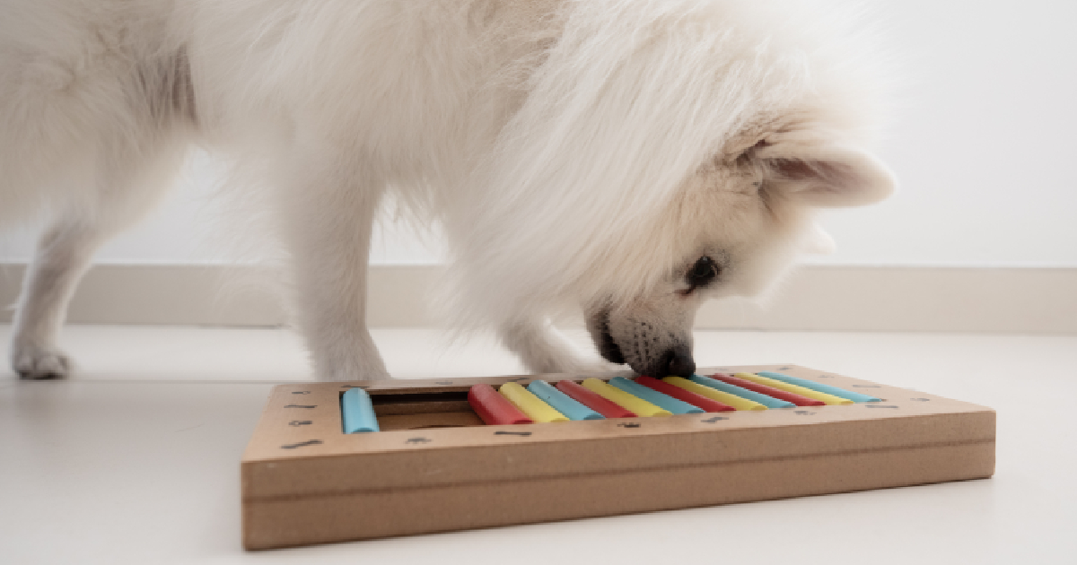 The 10 Best Brain Games For Dogs