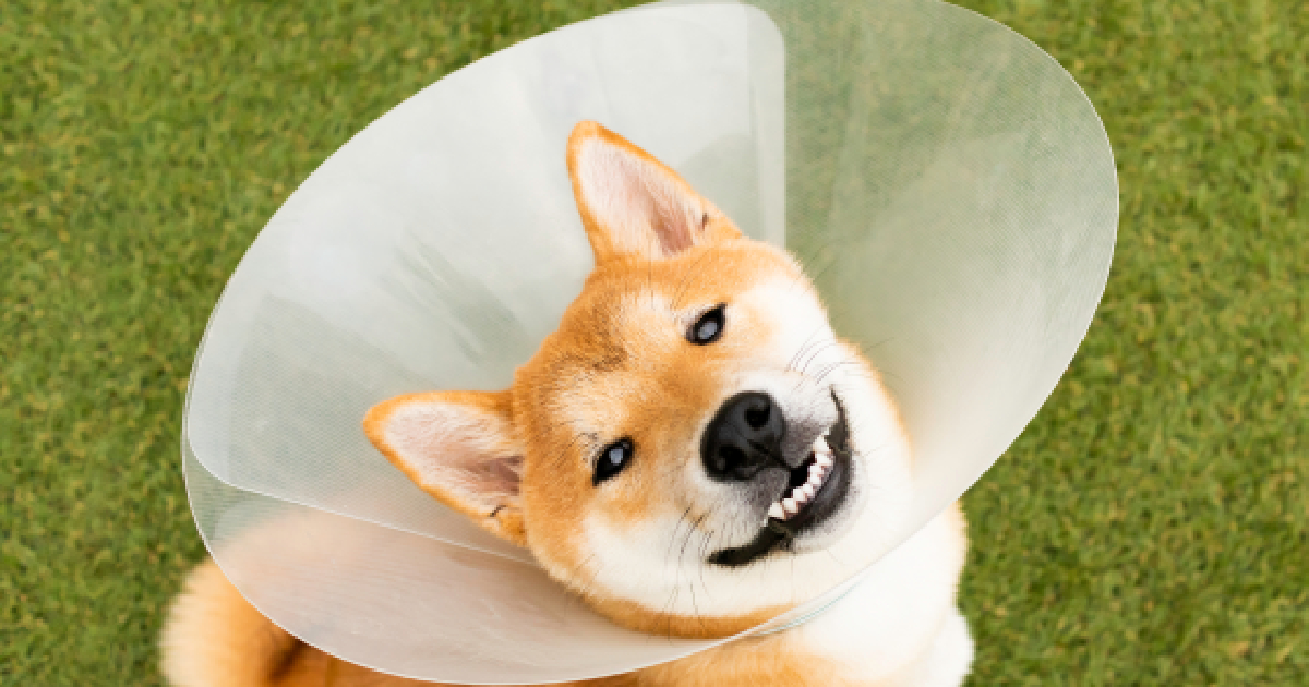 10 Best Dog Cones & Recovery Suits Of 2023 → K9 Specialist