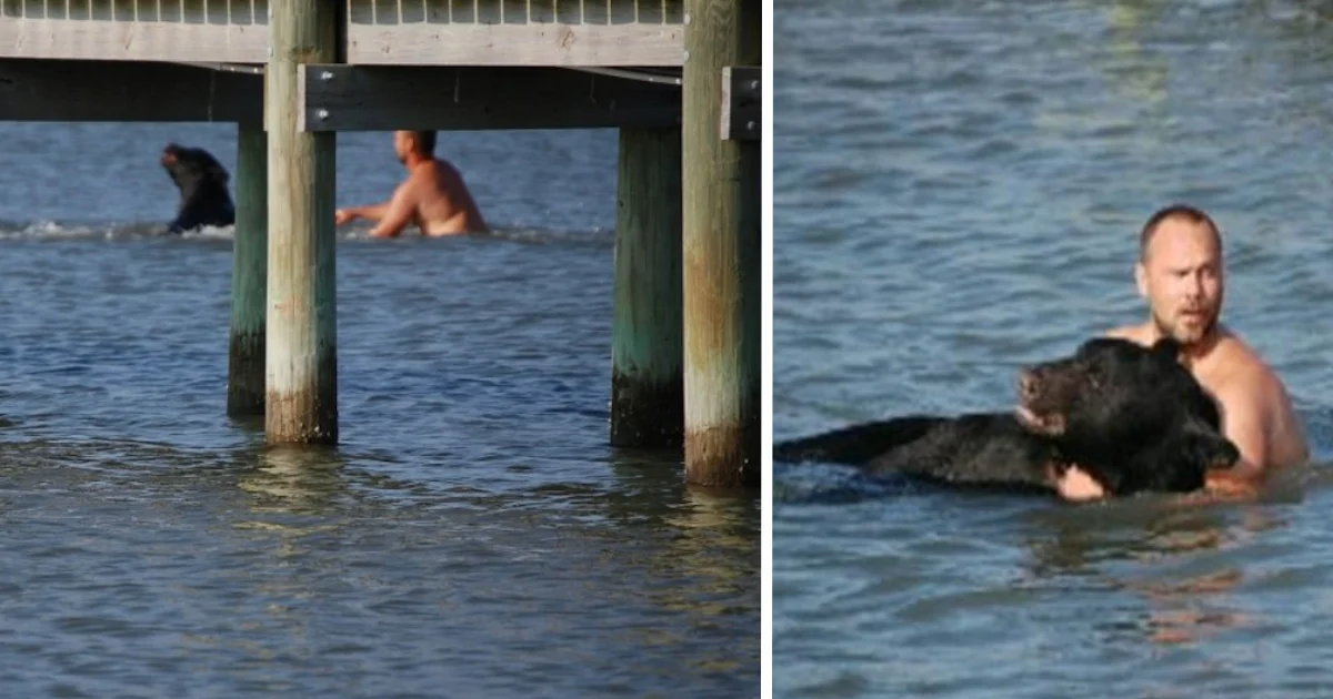 Guy Jumps In And Swims Toward A ‘Big’ Bear He Saw Struggling In The Water