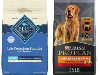 Blue Buffalo vs Purina Pro Plan: Which Dog Food is Better?