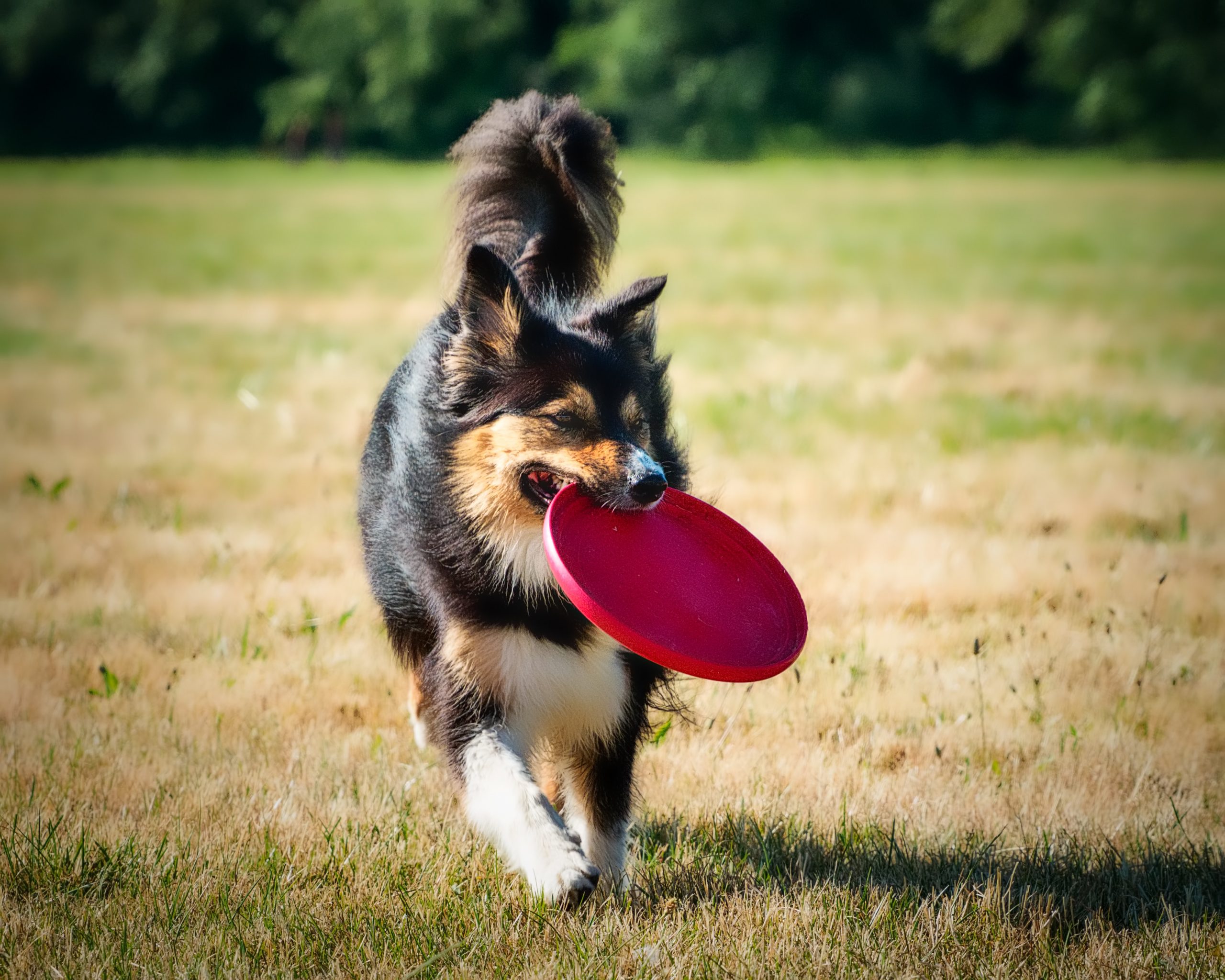 The best Frisbees for dogs