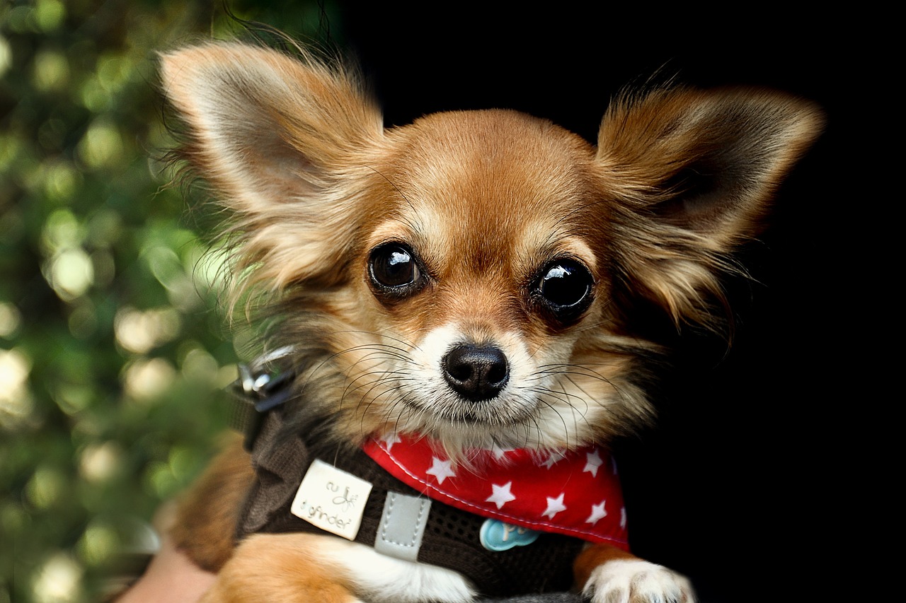 30 Best Gifts for a Chihuahua Owner