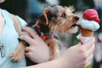 Best Dog Ice Creams