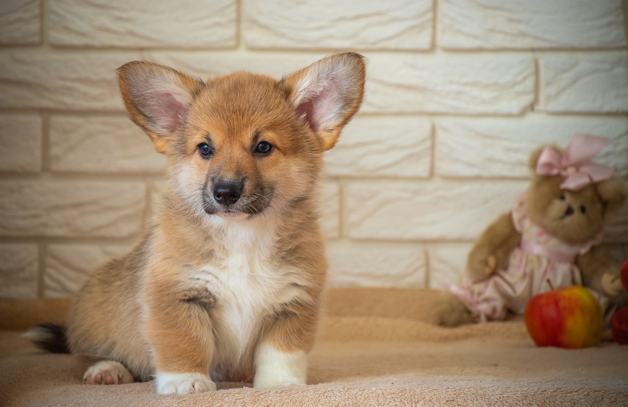 Adopting an Adult Corgi vs. a Puppy: Pros and Cons