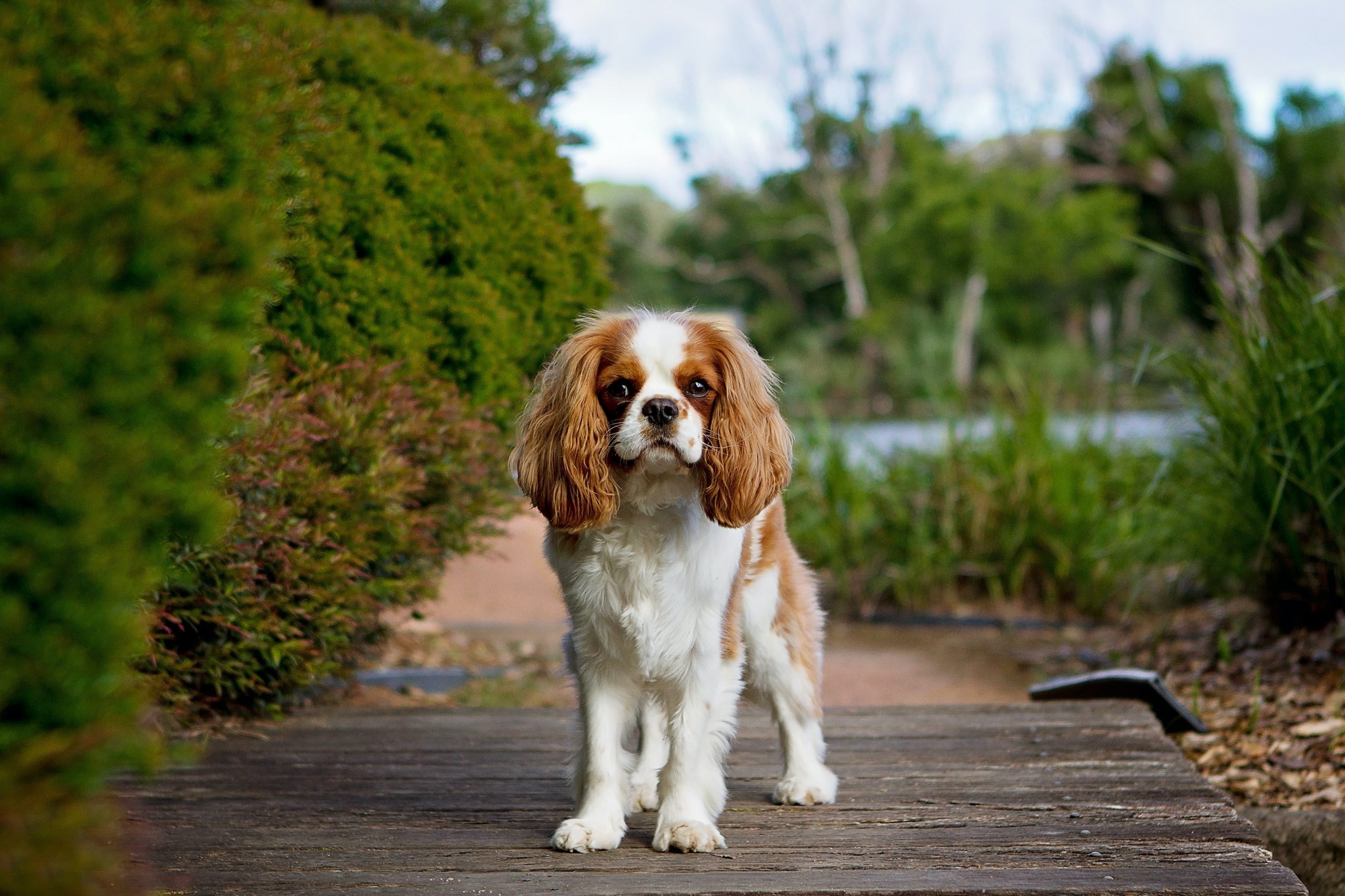 The 5 Biggest Myths About Cavaliers