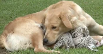 Tiger cubs with surrogate Golden Retriever