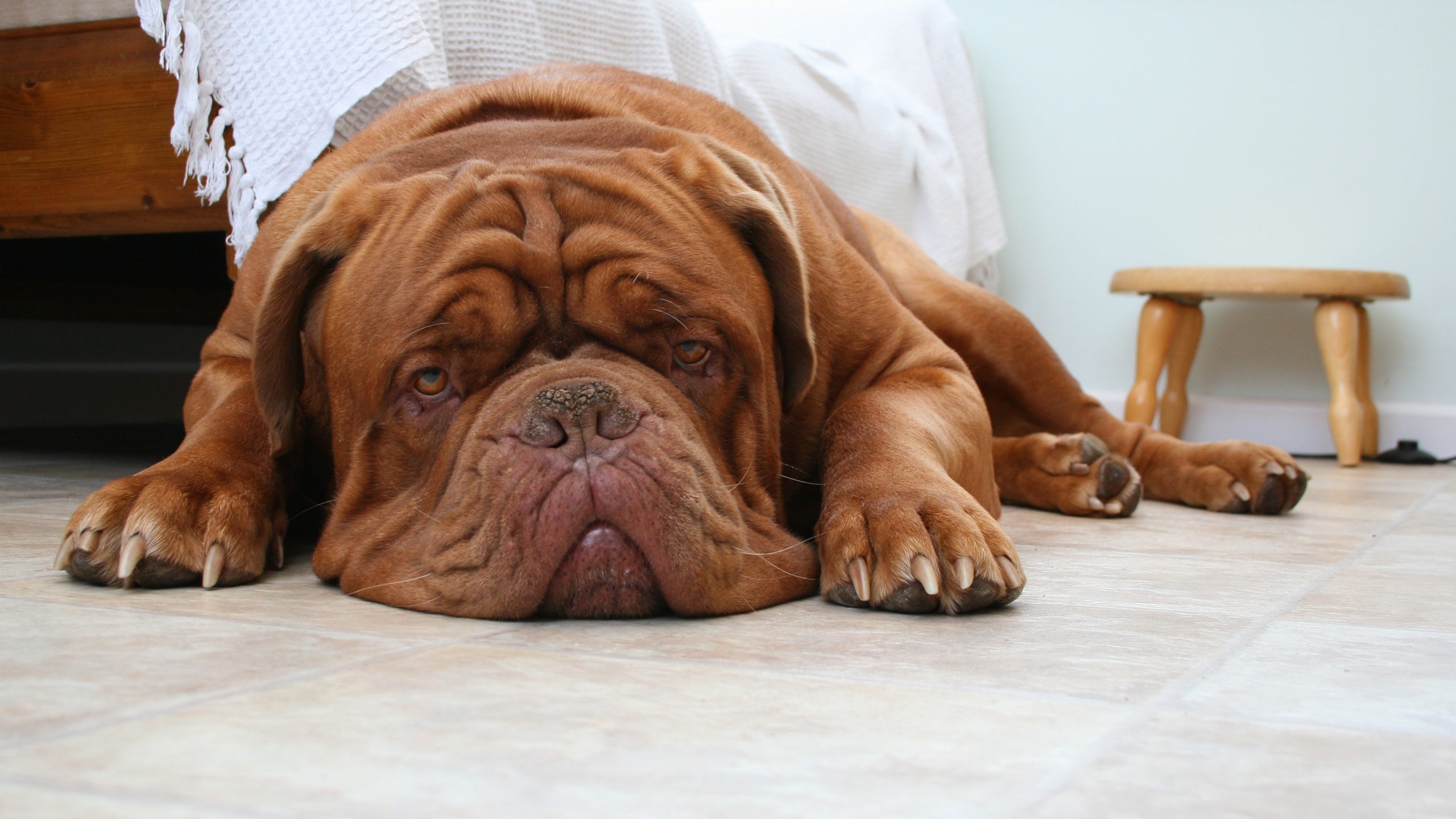 Dogue de bordeaux rescue sales adoption