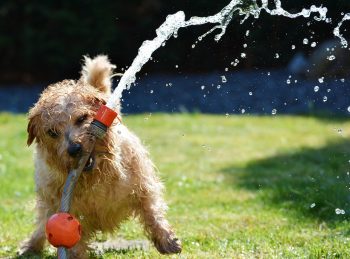 PetWireDaily — These 7 Dog Sprinklers May Cause Extreme Zoomies